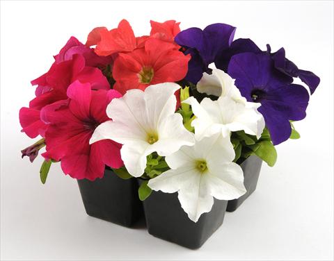 Foto de variedad de flores para ser usadas como: Maceta, planta de temporada, patio Petunia grandiflora Ez Rider Chopper Mixture