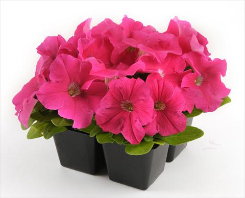Foto de variedad de flores para ser usadas como: Maceta, planta de temporada, patio Petunia grandiflora Ez Rider Deep Pink