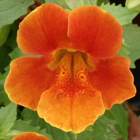 Foto de variedad de flores para ser usadas como: Tarrina de colgar / Maceta Mimulus x hybrida F.1 Maximus Orange