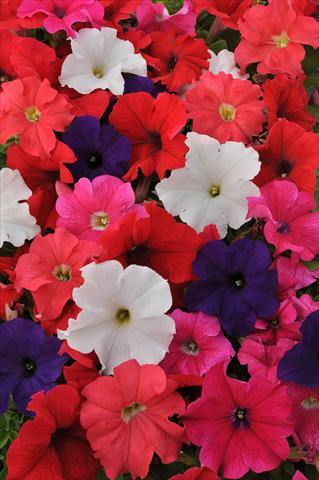 Foto de variedad de flores para ser usadas como: Maceta, planta de temporada, patio Petunia grandiflora Ez Rider Mixture