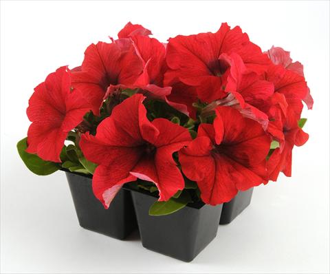 Foto de variedad de flores para ser usadas como: Maceta, planta de temporada, patio Petunia grandiflora Ez Rider Red