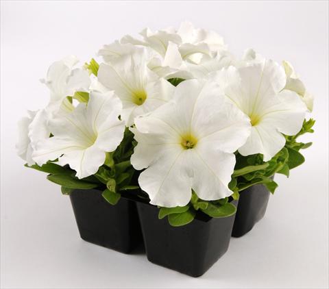 Foto de variedad de flores para ser usadas como: Maceta, planta de temporada, patio Petunia grandiflora Ez Rider White