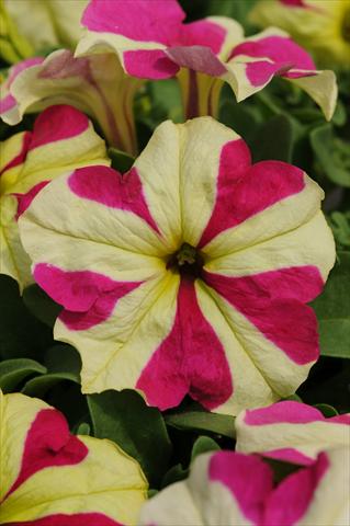 Foto de variedad de flores para ser usadas como: Maceta, planta de temporada, patio Petunia grandiflora Sophistica Lime Bicolour Improved