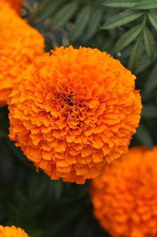 Foto de variedad de flores para ser usadas como: Maceta o cesta de trasplante Tagetes erecta African Garland Orange