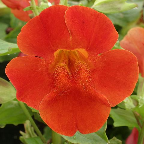 Foto de variedad de flores para ser usadas como: Tarrina de colgar / Maceta Mimulus x hybrida F.1 Maximus Red Shades