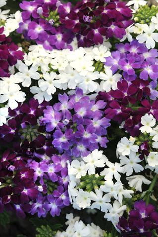 Foto de variedad de flores para ser usadas como: Maceta, patio, Tarrina de colgar Verbena Quartz XP Waterfall Mixture