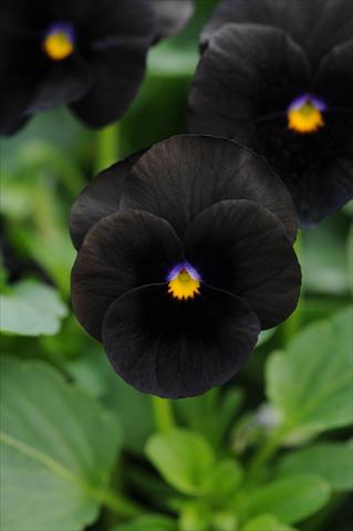 Foto de variedad de flores para ser usadas como: Maceta y planta de temporada Viola cornuta Sorbet™ Black Delight Improved