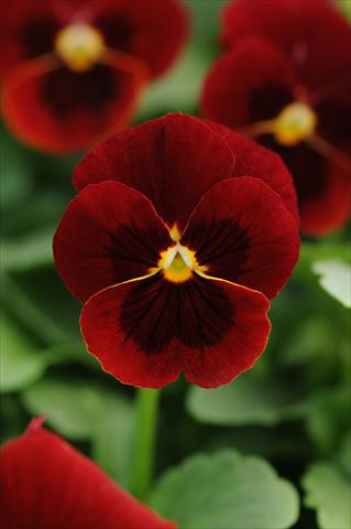 Foto de variedad de flores para ser usadas como: Maceta y planta de temporada Viola cornuta Sorbet™ Red Blotch