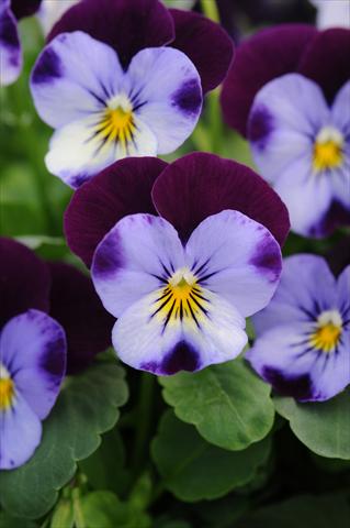 Foto de variedad de flores para ser usadas como: Maceta y planta de temporada Viola cornuta Sorbet™ XP Denim Jump Up