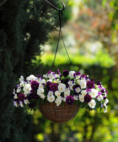 Foto de variedad de flores para ser usadas como: Maceta y planta de temporada Viola wittrockiana Cool Wave Berries 