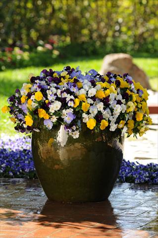 Foto de variedad de flores para ser usadas como: Maceta y planta de temporada Viola wittrockiana Cool Wave Pastel Mixture