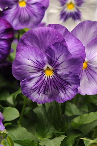 Foto de variedad de flores para ser usadas como: Maceta y planta de temporada Viola wittrockiana Matrix Lavender Shades