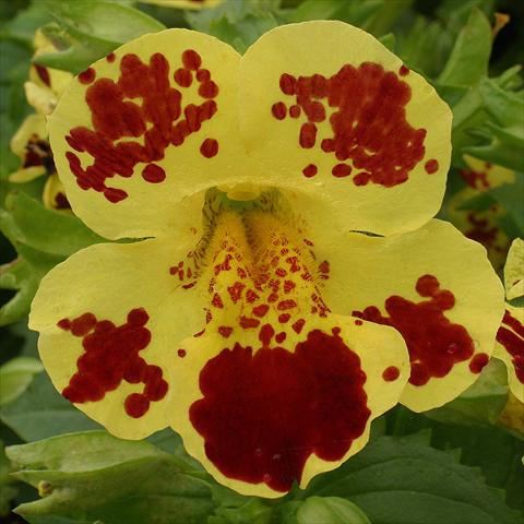 Foto de variedad de flores para ser usadas como: Tarrina de colgar / Maceta Mimulus x hybrida F.1 Maximus Yellow Blotch