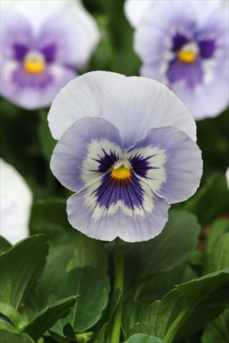 Foto de variedad de flores para ser usadas como: Maceta y planta de temporada Viola wittrockiana Panola XP Marina Improved