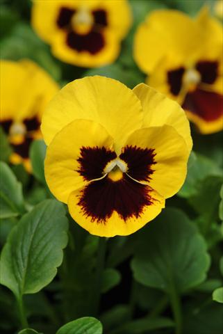 Foto de variedad de flores para ser usadas como: Maceta y planta de temporada Viola wittrockiana Panola XP Yellow Blotch Improved