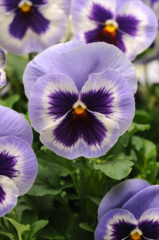 Foto de variedad de flores para ser usadas como: Maceta y planta de temporada Viola wittrockiana Spring Matrix Blue Wing