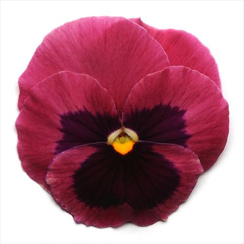 Foto de variedad de flores para ser usadas como: Maceta y planta de temporada Viola wittrockiana Spring Matrix Rose Blotch