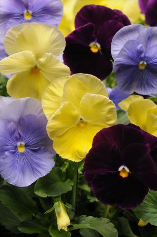 Foto de variedad de flores para ser usadas como: Maceta y planta de temporada Viola wittrockiana Spring Matrix Tricolour Mixture