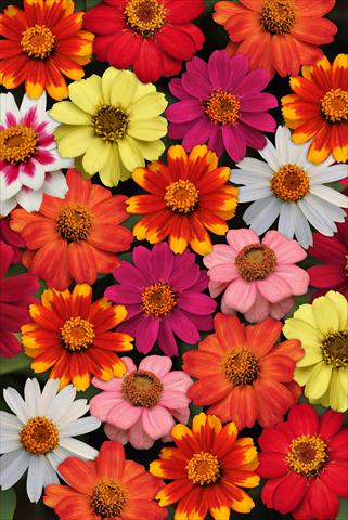 Foto de variedad de flores para ser usadas como: Planta de temporada / borde del macizo Zinnia marylandica Zahara Mixture Improved