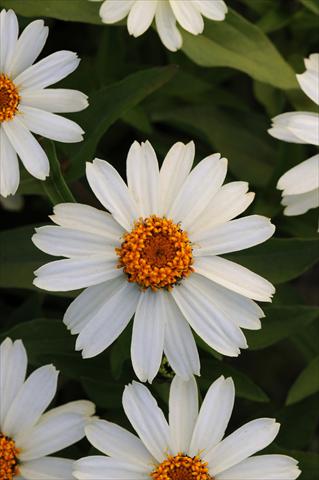 Foto de variedad de flores para ser usadas como: Planta de temporada / borde del macizo Zinnia marylandica Zahara White Improved