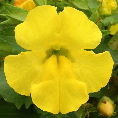Foto de variedad de flores para ser usadas como: Tarrina de colgar / Maceta Mimulus x hybrida F.1 Maximus Yellow