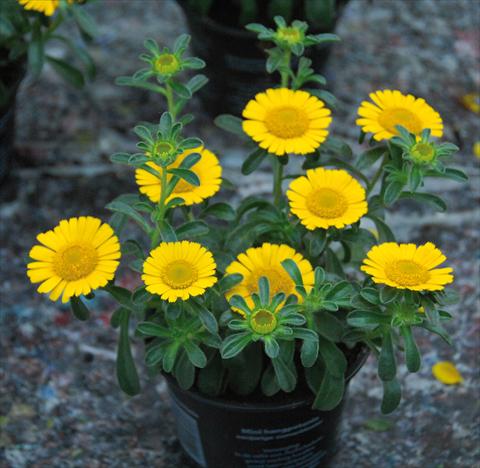 Foto de variedad de flores para ser usadas como: Maceta y planta de temporada Asteriscus maritimus Asteriscus maritimus