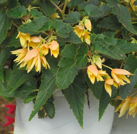 Foto de variedad de flores para ser usadas como: Maceta o cesta de trasplante Begonia boliviensis Crackling Fire® Light Yellow