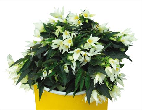Foto de variedad de flores para ser usadas como: Maceta o cesta de trasplante Begonia boliviensis Crackling Fire® White