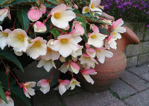 Foto de variedad de flores para ser usadas como: Maceta o cesta de trasplante Begonia boliviensis Sparkler® White Blush