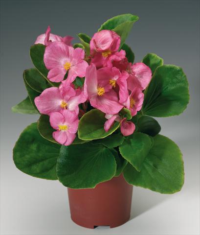 Foto de variedad de flores para ser usadas como: Maceta y planta de temporada Begonia semperflorens Volumia Pink