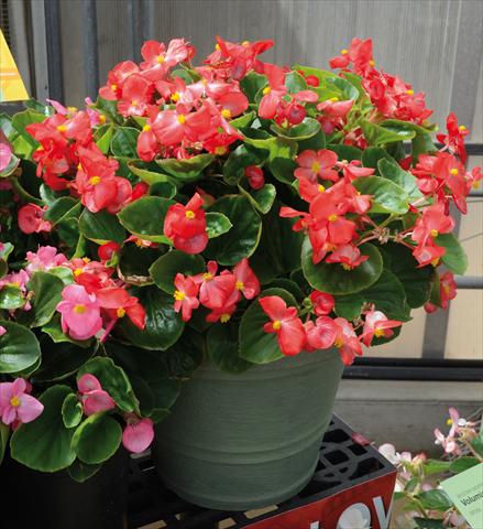 Foto de variedad de flores para ser usadas como: Maceta y planta de temporada Begonia semperflorens Volumia Scarlet
