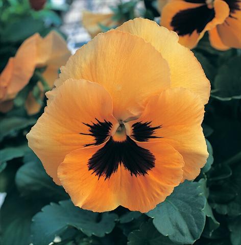 Foto de variedad de flores para ser usadas como: Maceta o Tarrina de colgar Viola wittrockiana Magnum Orange Blotch