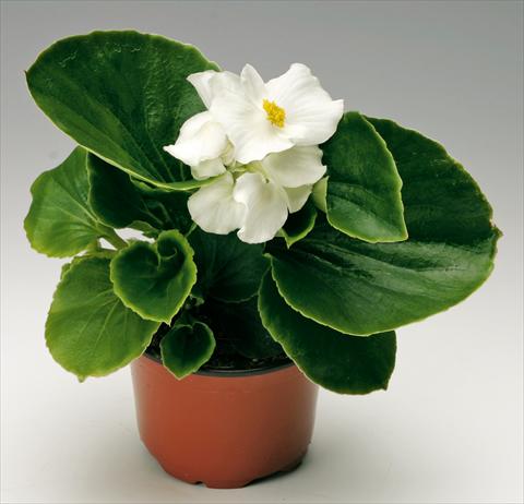 Foto de variedad de flores para ser usadas como: Maceta y planta de temporada Begonia semperflorens Volumia White