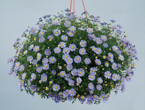 Foto de variedad de flores para ser usadas como: Maceta y planta de temporada Brachyscome blu