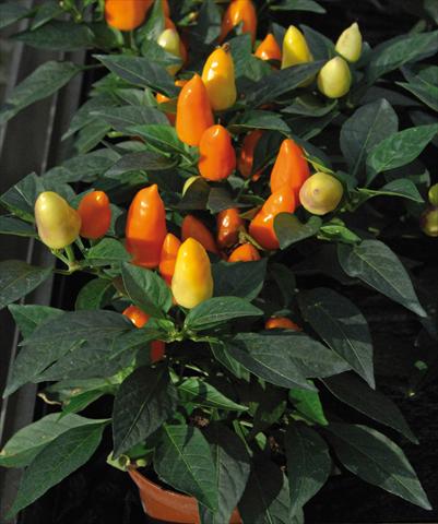 Foto de variedad de flores para ser usadas como: Maceta y planta de temporada Capsicum annuum Cubana Mix