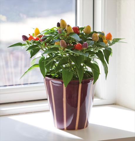 Foto de variedad de flores para ser usadas como: Maceta y planta de temporada Capsicum annuum Harlequin