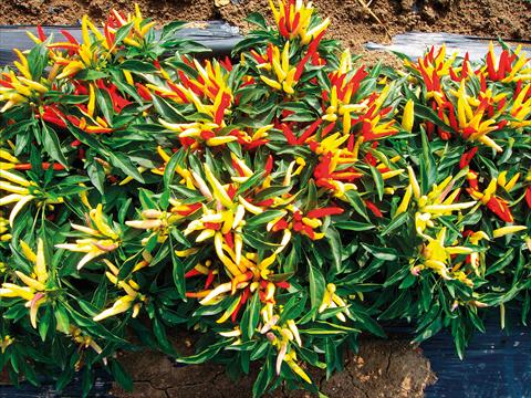 Foto de variedad de flores para ser usadas como: Maceta y planta de temporada Capsicum annuum lingua di fuoco
