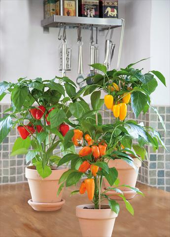 Foto de variedad de flores para ser usadas como: Maceta y planta de temporada Capsicum annuum Snack pepper mix