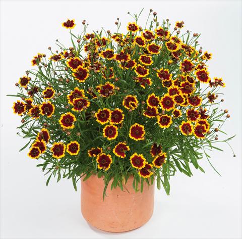 Foto de variedad de flores para ser usadas como: Maceta y planta de temporada Coreopsis auriculata f. nana Highland Blast