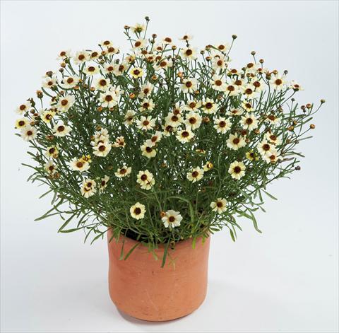 Foto de variedad de flores para ser usadas como: Maceta y planta de temporada Coreopsis auriculata f. nana Highland Honey