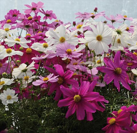 Foto de variedad de flores para ser usadas como: Maceta y planta de temporada Cosmos bipinnatus Mix
