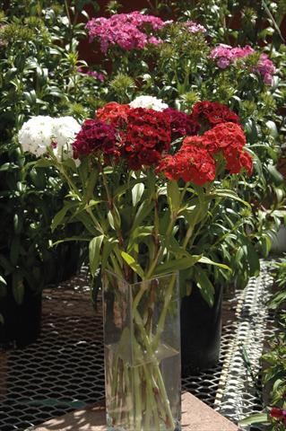 Foto de variedad de flores para ser usadas como: Maceta y planta de temporada Dianthus barbatus Sweet mix