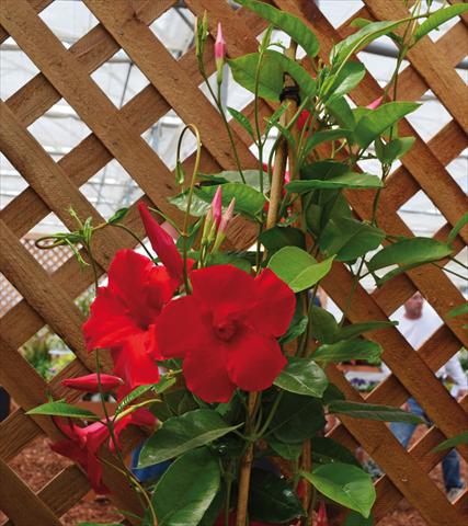 Foto de variedad de flores para ser usadas como: Patio, Maceta Dipladenia Sundaville® Cosmos Carmine Red