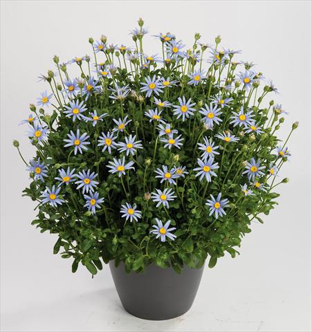 Foto de variedad de flores para ser usadas como: Maceta o Tarrina de colgar Felicia amelloides Felicity Sky Blu