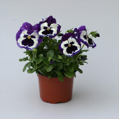 Foto de variedad de flores para ser usadas como: Maceta o Tarrina de colgar Viola wittrockiana Magnum Purple Bicolour