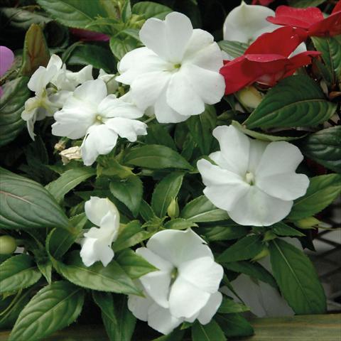 Foto de variedad de flores para ser usadas como: Maceta, planta de temporada, patio Impatiens N. Guinea Divine White