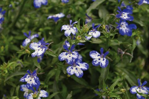 Foto de variedad de flores para ser usadas como: Maceta, planta de temporada, patio Lobelia California Blu Point