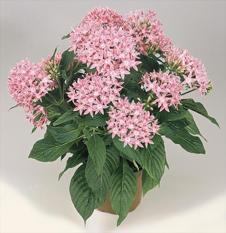 Foto de variedad de flores para ser usadas como: Maceta y planta de temporada Pentas lanceolata Graffiti Pink