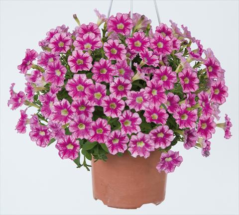 Foto de variedad de flores para ser usadas como: Maceta, planta de temporada, patio Petunia x hybrida Marvel Beauty Cranberry