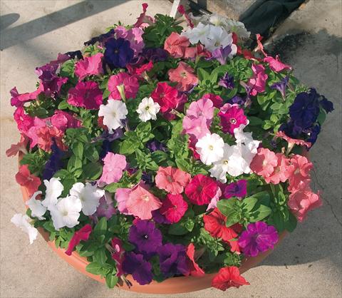 Foto de variedad de flores para ser usadas como: Maceta y planta de temporada Petunia multiflora Compatta XL Mix